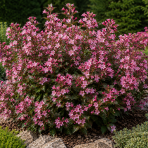 Vajgela kvetnatá (Weigela florida) ‘PICOBELLA ROSA’® - výška 10-15 cm, kont. C2L